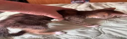 Mixed Breed cats for sale: 2 Gorgeous Kittens, 1 boy 1 Girl - Advert 6