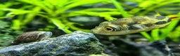 Snails invertebrates for sale: Aquarium snails  - Advert 2
