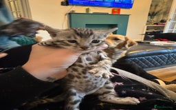 Bengal cats for sale: 3 beautiful silver SBT Bengal - TICA - Image 3