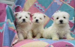 West Highland Terrier dogs for sale: Top quality West Highland puppies - Image 1