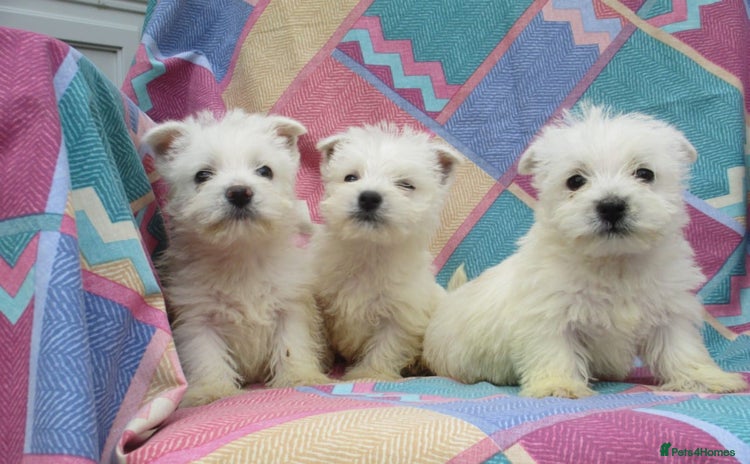 West Highland Terrier dogs - Advert 2