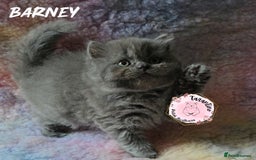 British Longhair cats for sale: GORGEOUS GCCF BRITISH LONGHAIR KITTEN  - Image 2