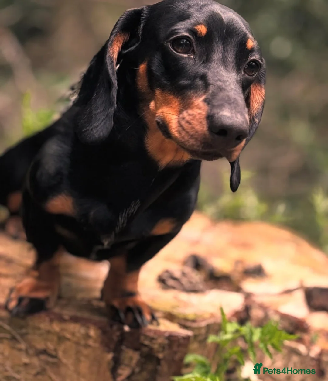 Miniature Dachshund dogs for sale: Miniature dachshund for sale  - Advert 3