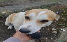 Mixed Breed dogs for adoption: Meet Bambi, currently residing in Essex  - Image 8