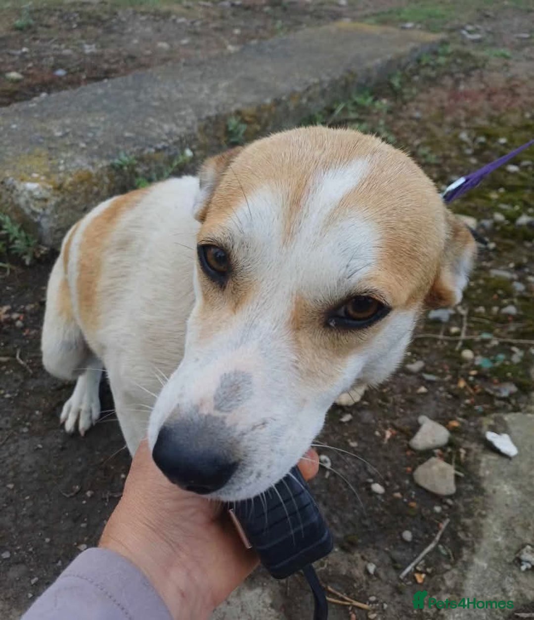 Mixed Breed dogs for adoption: Meet Bambi, currently residing in Essex  - Image 8