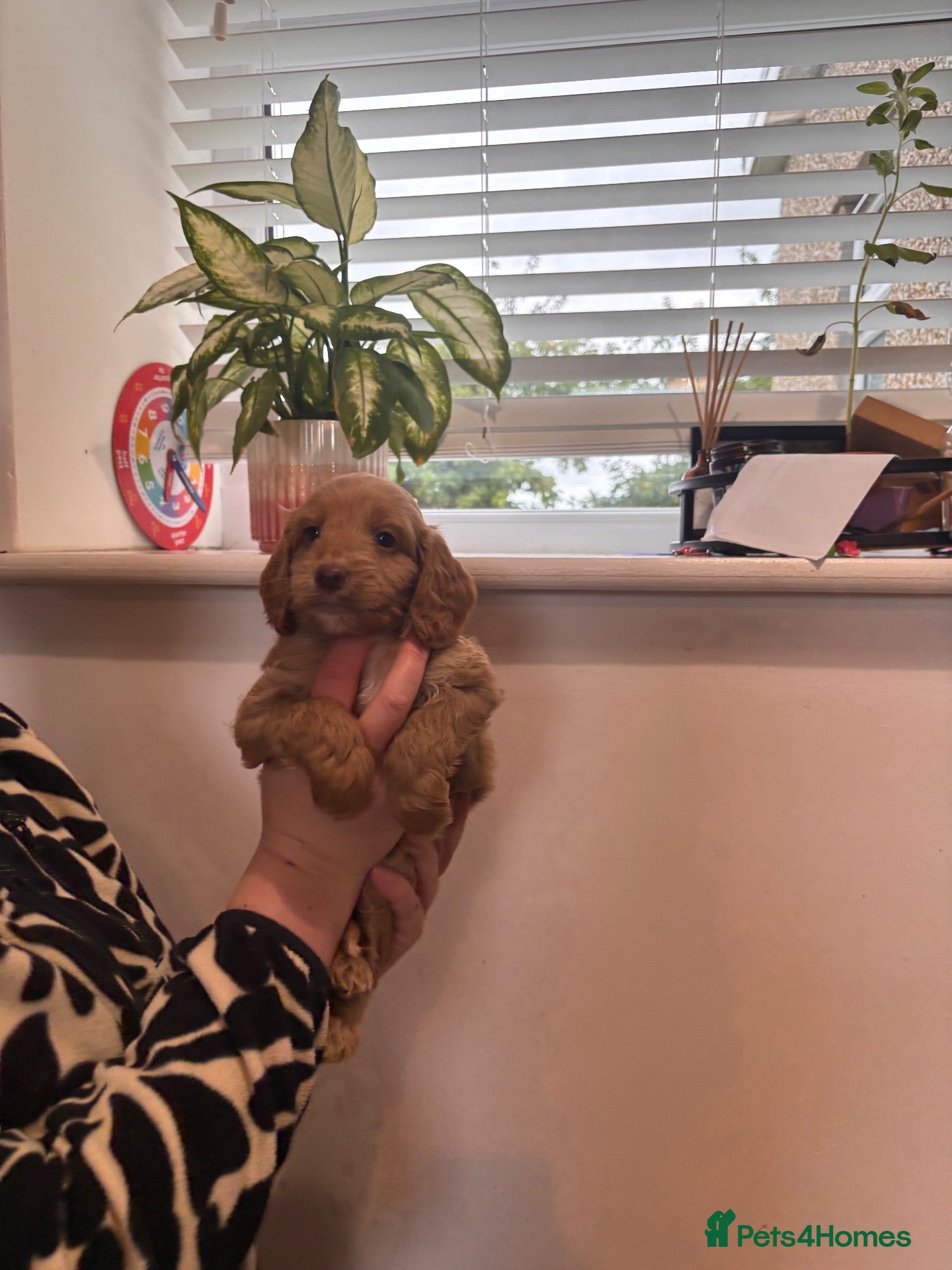 Cockapoo dogs Beautiful F1 Cockapoos  - Advert 2