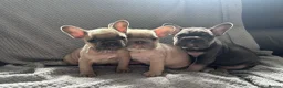 French Bulldog dogs for sale: French bulldogs  - Advert 6
