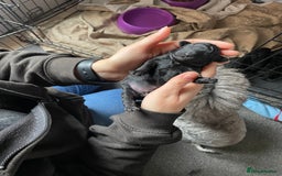 Toy Poodle dogs for sale: Gorgeous KC Toy Poodle Puppies - Image 7
