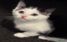 Maine Coon cats for sale: Maine coon x - Image 10