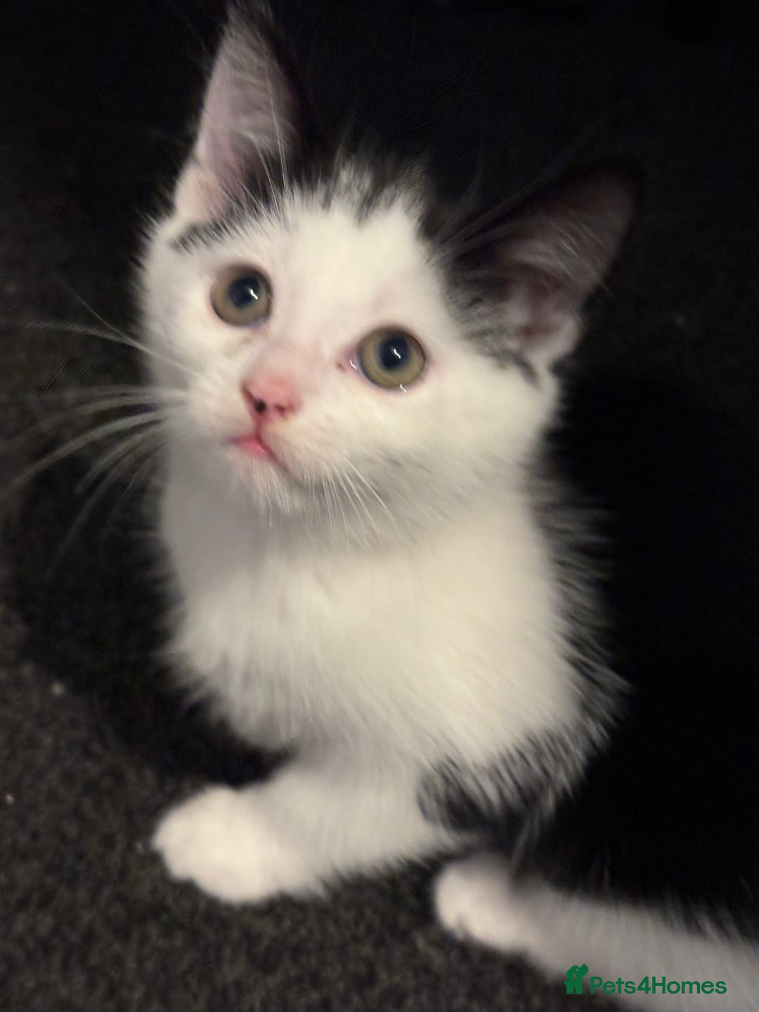 Maine Coon cats for sale: Maine coon x - Image 10