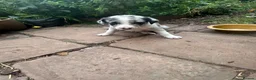 Border Collie dogs for sale: Beautiful Blue Merle Collie Puppies  in Hereford - Advert 7