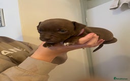 Staffordshire Bull Terrier dogs for sale: Staffordshire/American Staffordshire pups in Harrow - Image 24