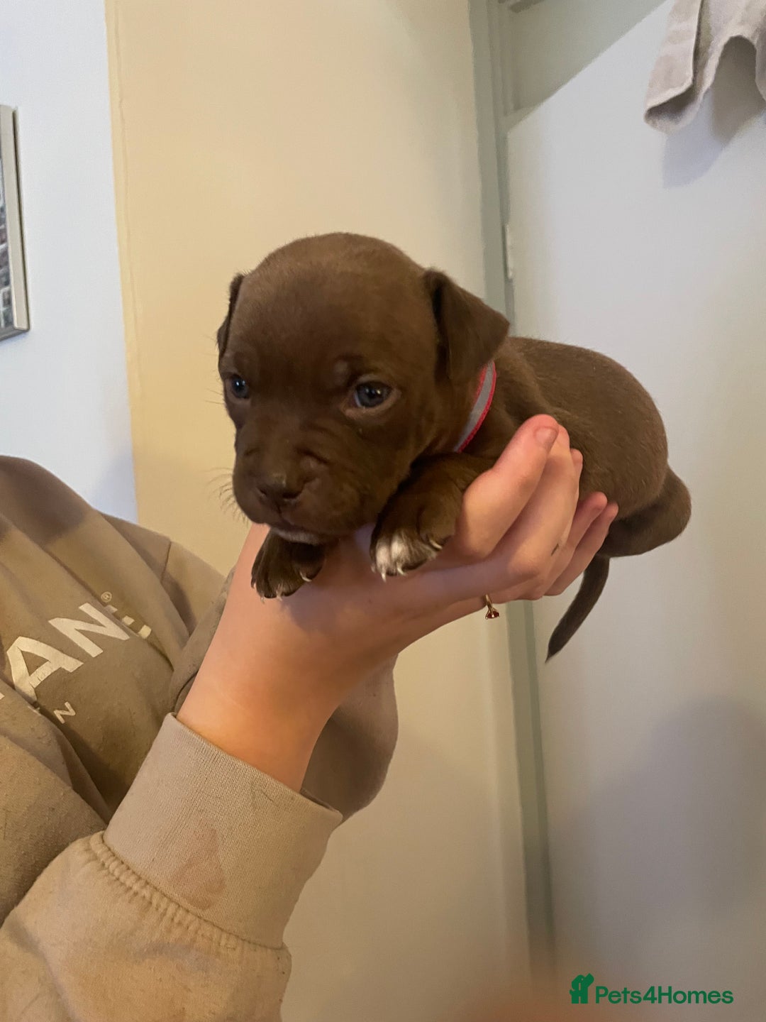 Staffordshire Bull Terrier dogs for sale: Staffordshire/American Staffordshire pups in Harrow - Image 24