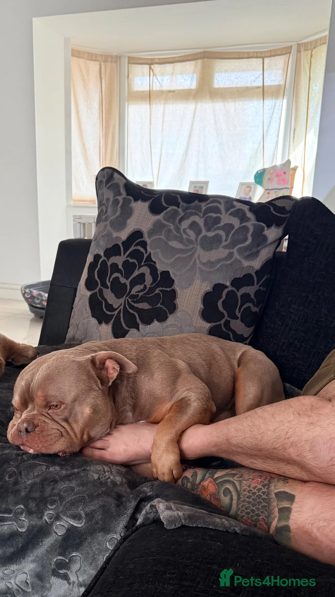 American Bully dogs for sale: Pocket bully tan/lilac  - Advert 6