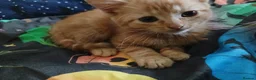 Mixed Breed cats for sale: Cute mixture of kittens prices vary read the add in Bolton - Advert 3