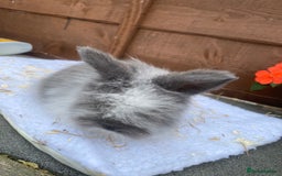 Lionhead rabbits for sale: Gorgeous Teddy widders - Image 2