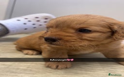 Mixed Breed dogs for sale: 4 beautiful playful pups - Image 4