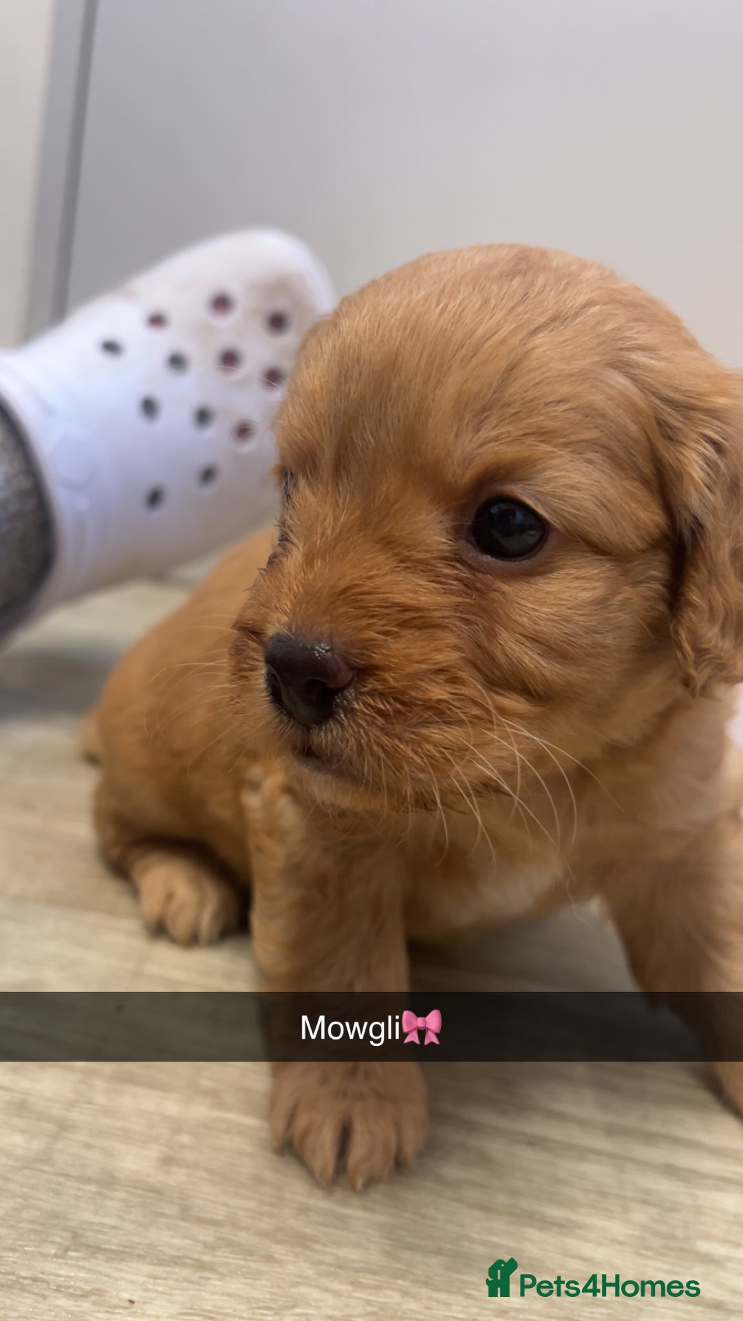 Mixed Breed dogs for sale: 4 beautiful playful pups - Image 4