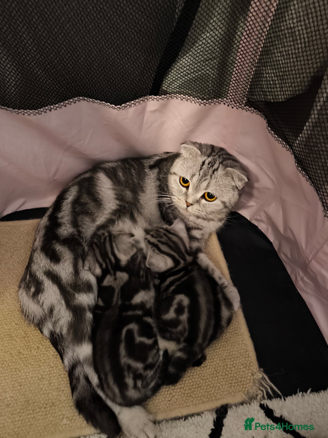 Scottish Fold cats for sale: Silver Tabby Scottish Fold Kittens: Rare&Stunning - Image 8