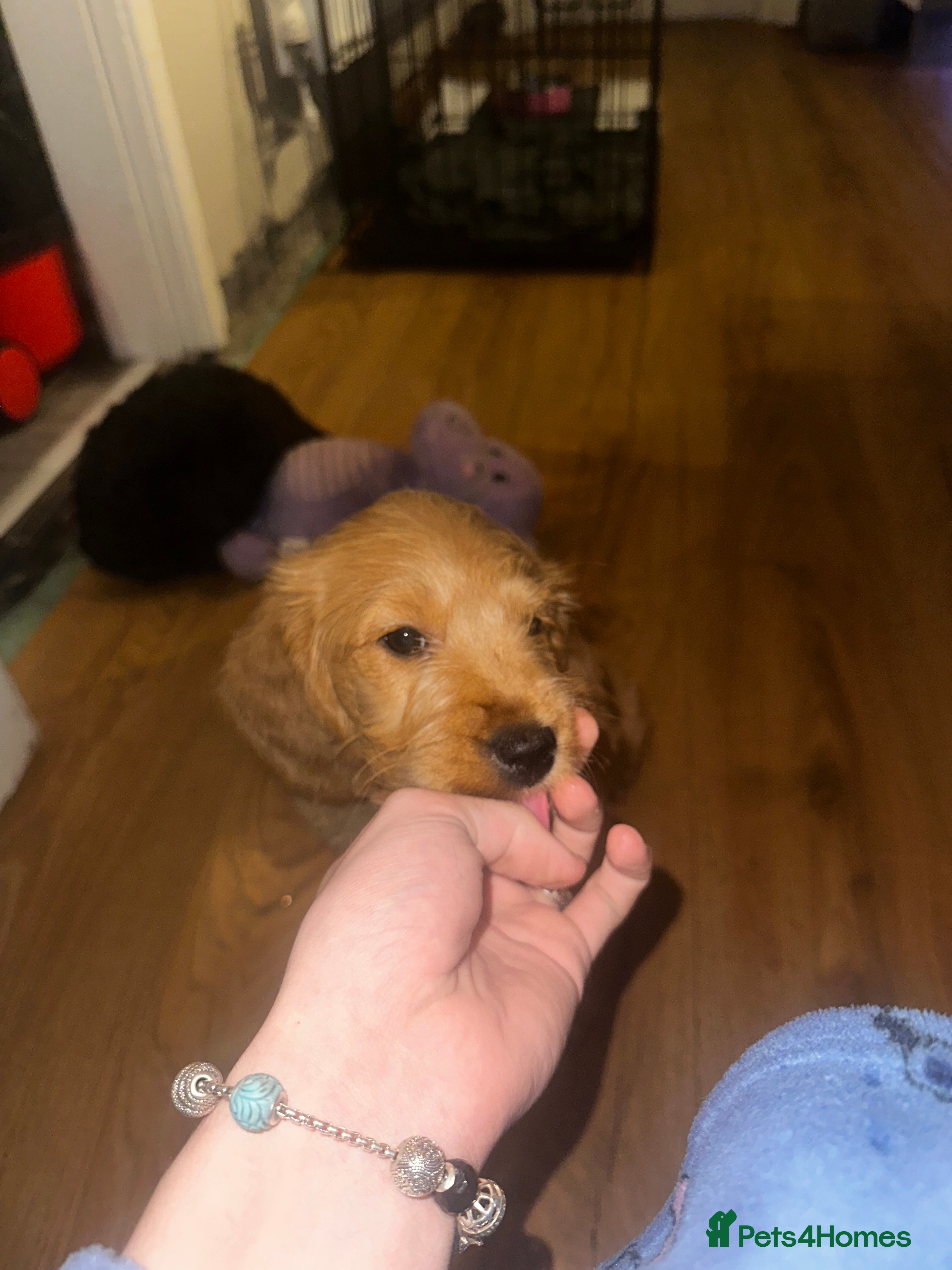 Cockapoo dogs Ready to leave Cockapoo pups - Advert 11