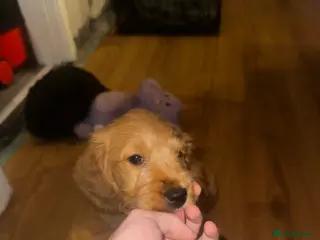 Cockapoo dogs Ready to leave Cockapoo pups - Advert 16