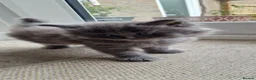 Mixed Breed cats for sale: Marble Bengal x Maine Coon kittens in New Milton - Advert 16