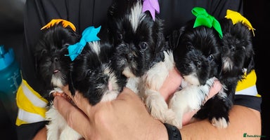 Shih Tzu dogs - Advert 16