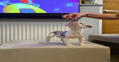 American Bully dogs - Advert 12