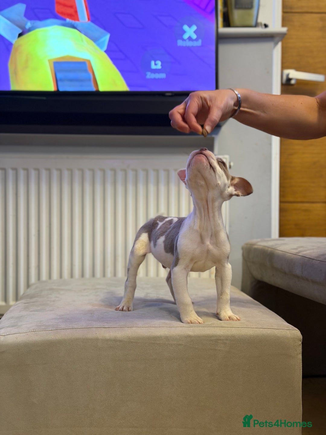 American Bully dogs for sale: 💥 Pocket bully puppies 💥 - Image 10