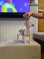 American Bully dogs - Advert 12