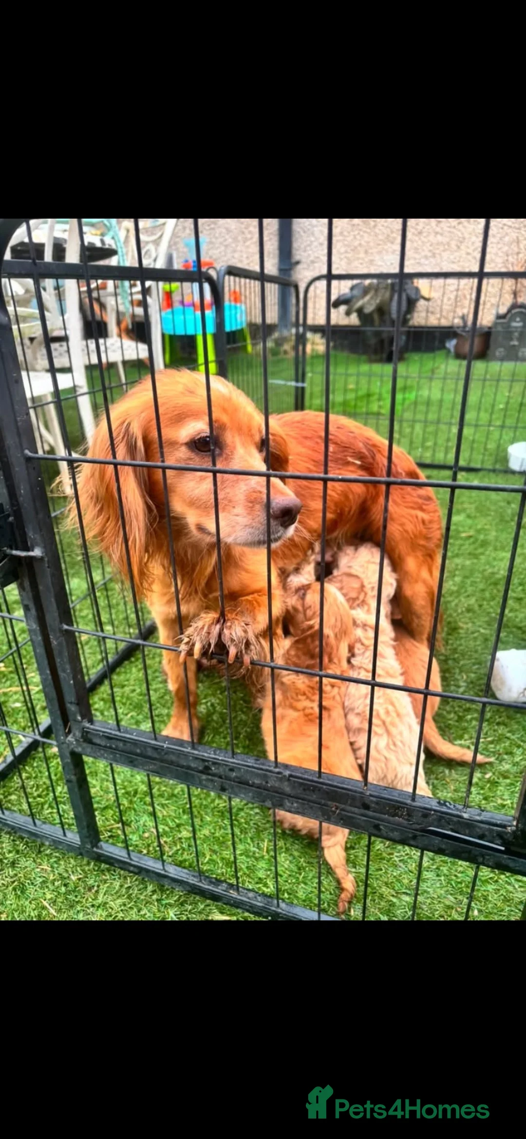 Mixed Breed dogs for sale:  Gold Cockapoo puppies  - Advert 2