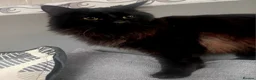 Domestic Shorthair cats for adoption: Meet Owen & Michael available for Adoption ❤️ - Advert 3