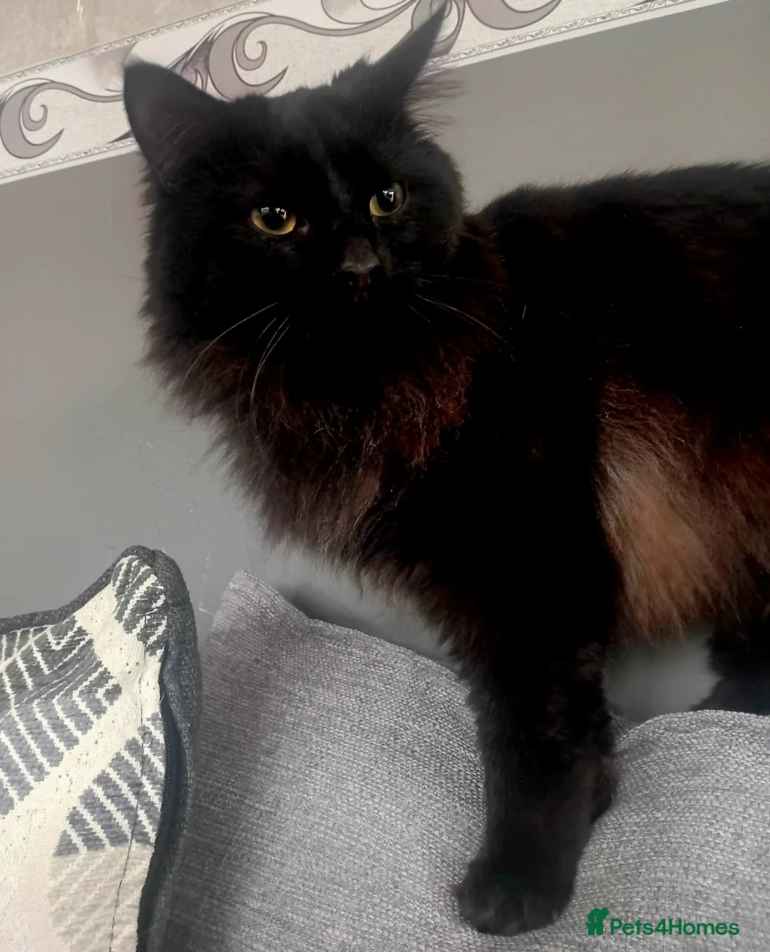 Domestic Shorthair cats for adoption: Meet Owen & Michael available for Adoption ❤️ - Advert 3
