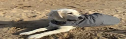 Golden Retriever dogs for sale:  Two Beautiful English Cream Golden Retriever Boys - Advert 10