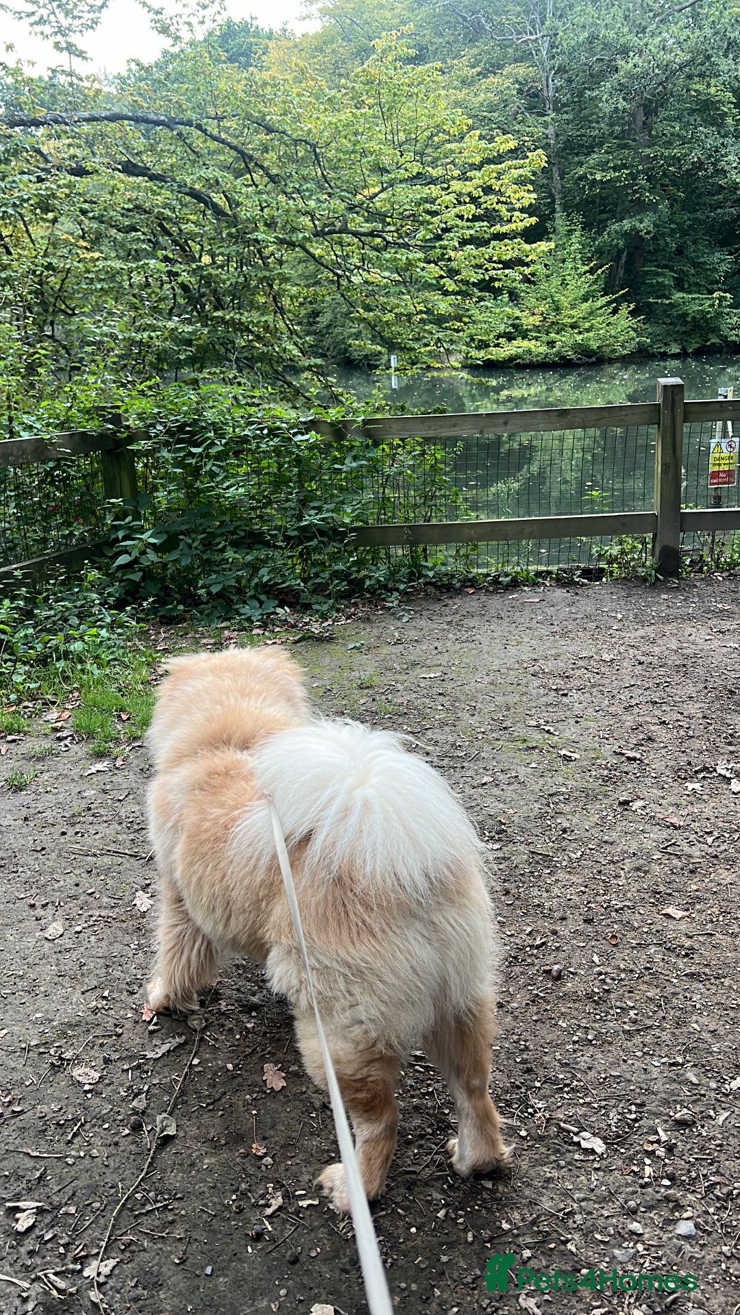 Chow Chow dogs for stud: Lion king - Advert 8