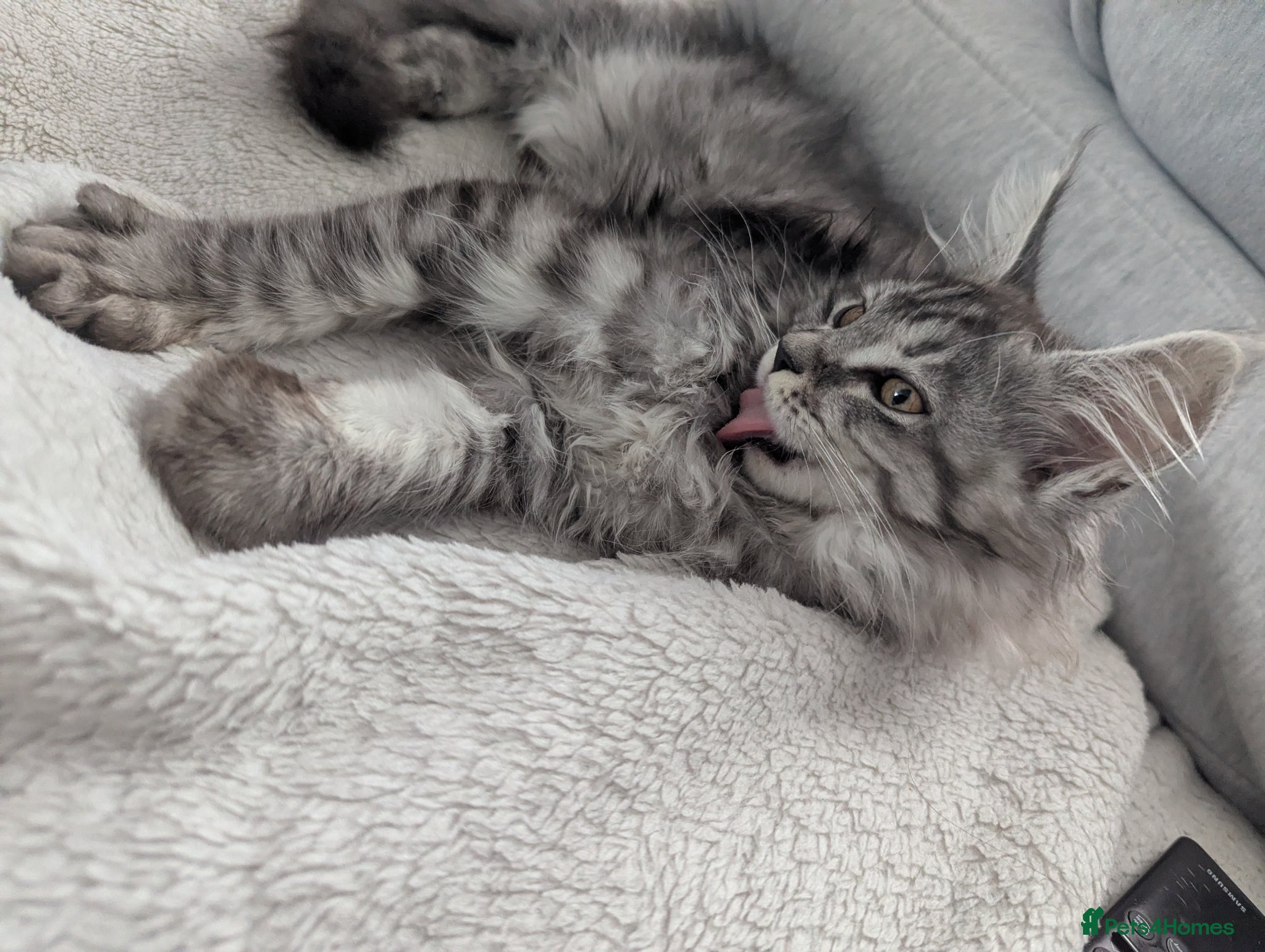 Maine Coon cats Exceptional Maine Coon Kittens for Loving Homes - Advert 6