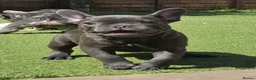 French Bulldog dogs for sale: REDUCED Stunning French Bulldog Pups  - Advert 9