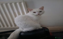 Maine Coon cats for sale: Maine Coon male kitten - Image 2