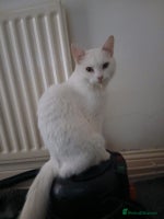 Maine Coon cats - Advert 7