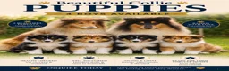 Rough Collie dogs for sale: Beautiful rough collie puppies  - Advert 1