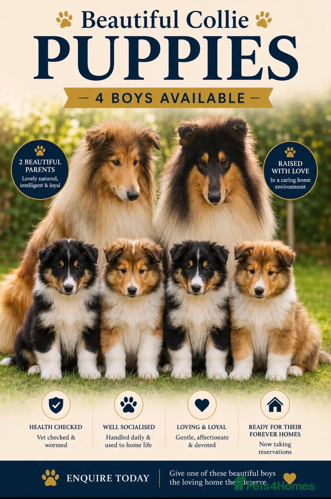 Rough Collie dogs for sale: Beautiful rough collie puppies  - Advert 1