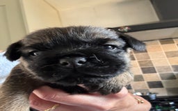 Border Terrier dogs for sale: KC Border Terrier Pups - Image 8