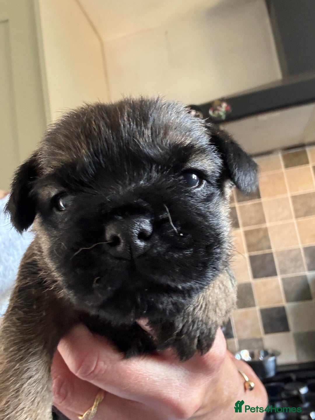 Border Terrier dogs for sale: KC Border Terrier Pups - Image 8