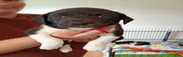 Sprollie dogs for sale: Gorgeous Sprollies puppies  Ready to leave  - Advert 13