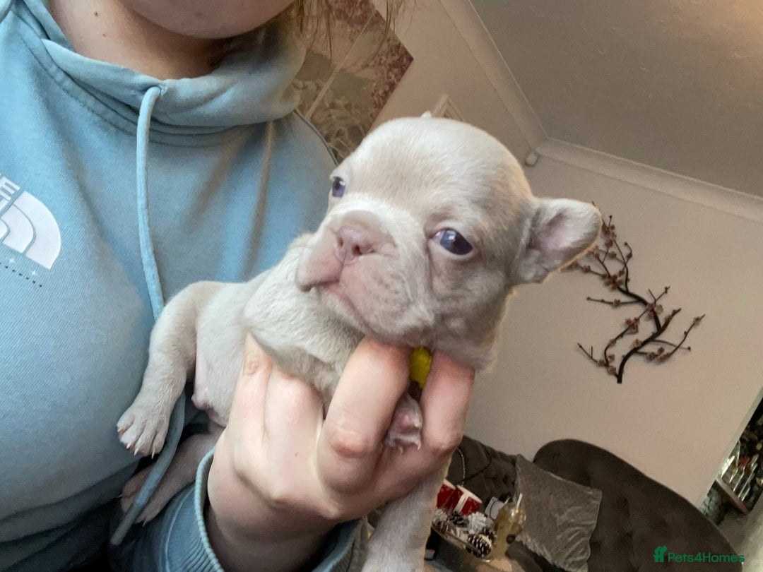 French Bulldog dogs for sale: LAST Girl KC  French Buldog in Crewe - Image 37