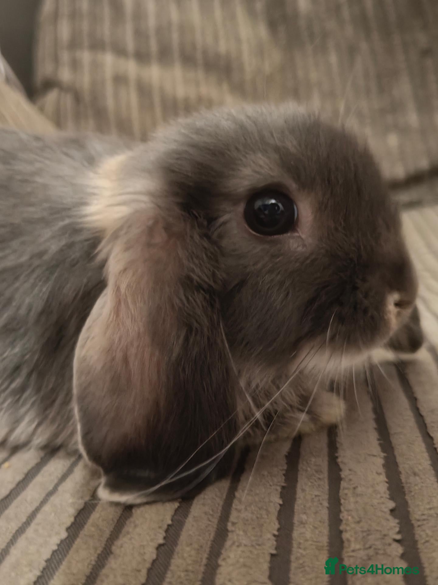 Mini Lop rabbits Adorable baby mini lops 8 weeks  - Advert 19