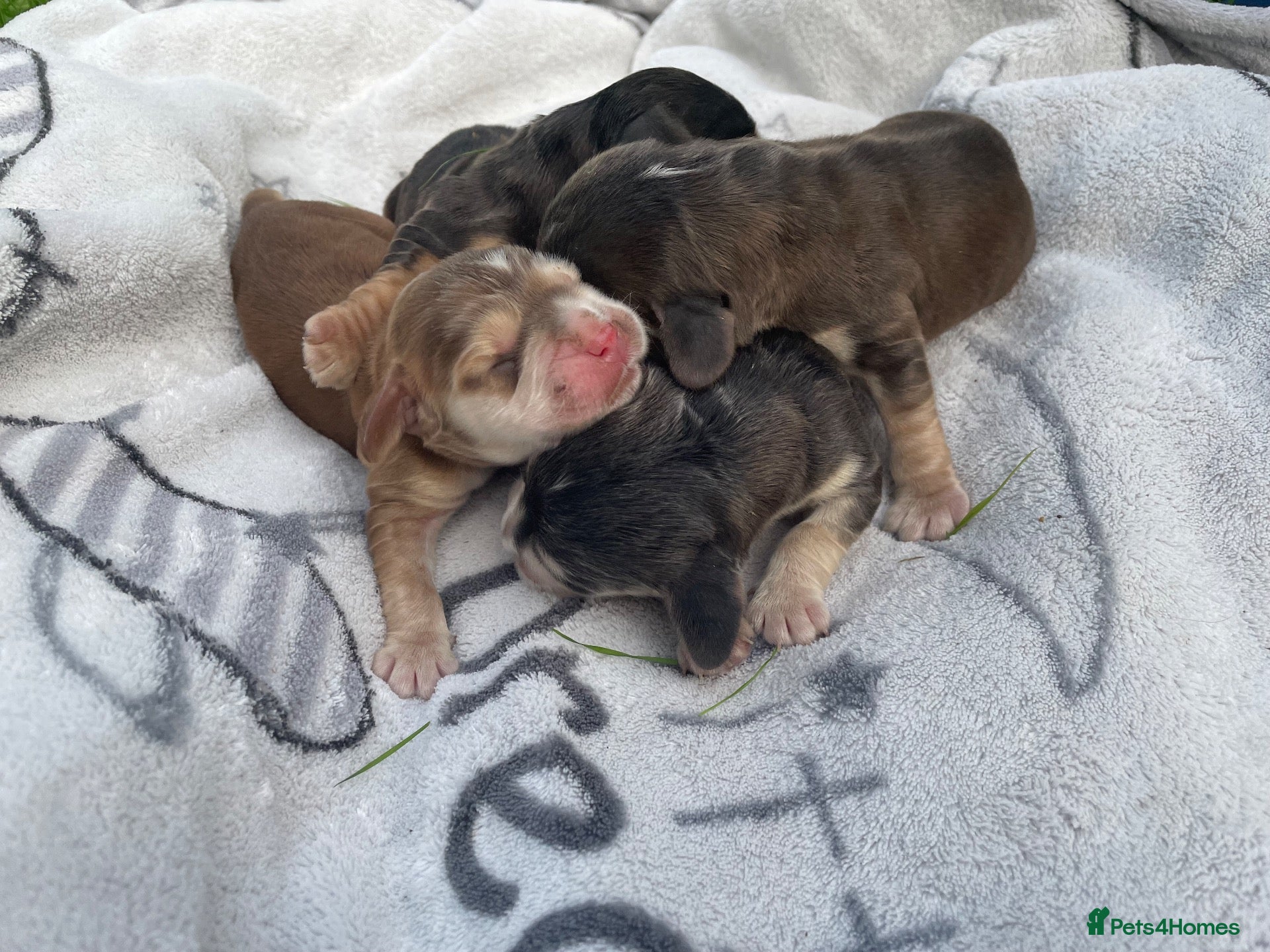 Cocker Spaniel dogs ⭐️Adorable Show Cocker Spaniel Puppies⭐️ - Advert 7