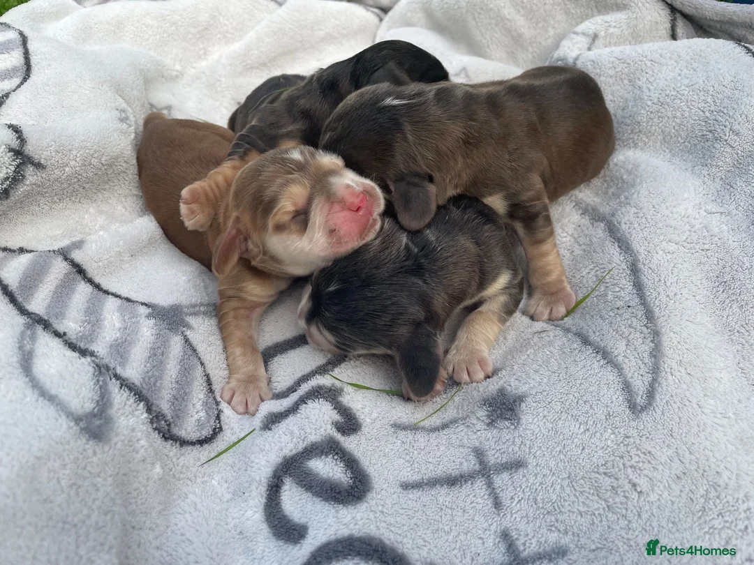 Cocker Spaniel dogs for sale: ⭐️Adorable Show Cocker Spaniel Puppies⭐️ - Advert 1