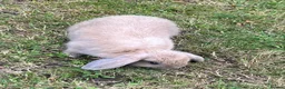 Mini Lop rabbits for sale: mini loop babies  - Advert 13