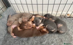 Jack Russell dogs for sale: 🐾 Miniature Jack Russell Puppies 🐾 - Image 18